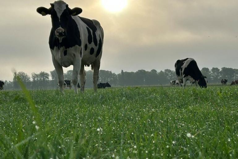 Het gras is in de ochtend nog lang vochtig