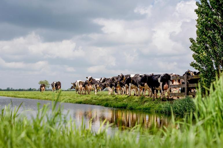 Het gemiddelde saldo uit melkvee over de afgelopen twaalf maanden daalde met ruim 6 euro per 100 kilo melk en kwam uit op 26,67 euro per 100 kilogram melk