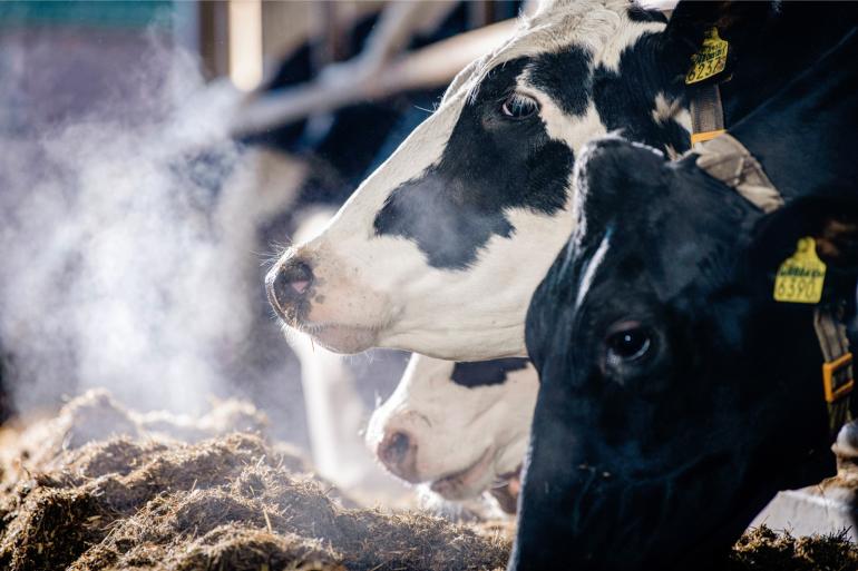 De onderzoekers vonden een duidelijk verband tussen de fokwaarde methaanefficiëntie en de gemeten methaanuitstoot