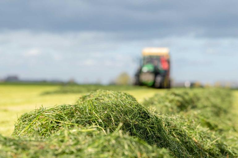 Sommige veehouders zullen extra ruwvoer aan moeten kopen, omdat de ruwvoerkwaliteit door de droogte tegenviel