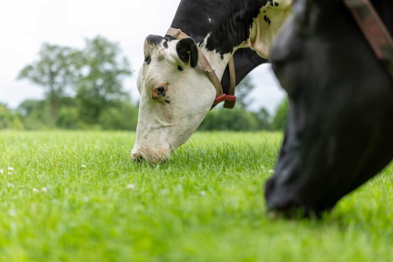 Het lekkerste en meest frisse gras vinden koeien op percelen die na de droogte al een keer gemaaid zijn