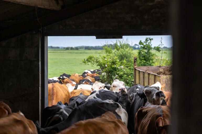 Extensieve melkveebedrijven halen een stabieler inkomen dan gemiddelde en licht extensieve bedrijven. Sinds 2021 ontwikkelt het inkomen per onbetaalde arbeidsjaareenheid zich op deze groep bedrijven relatief stabiel en neemt licht toe. 