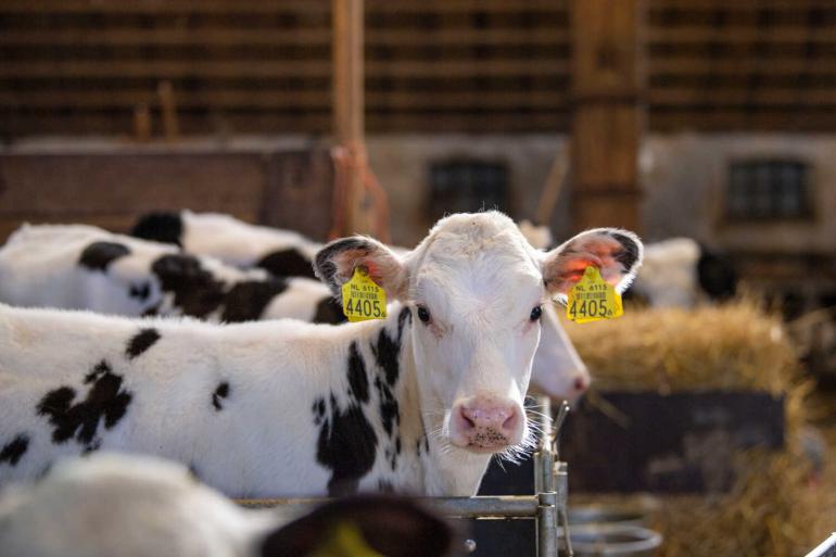 Een maand eerder afkalven levert op veel bedrijven 300 tot 350 euro per vaars op
