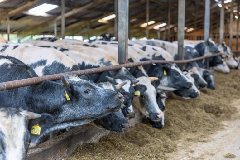 Het succes van het afmesten van eigen vee door melkveehouders wordt volgens Hans de Bie van aaff door veel meer factoren bepaald dan enkel de vleesprijs