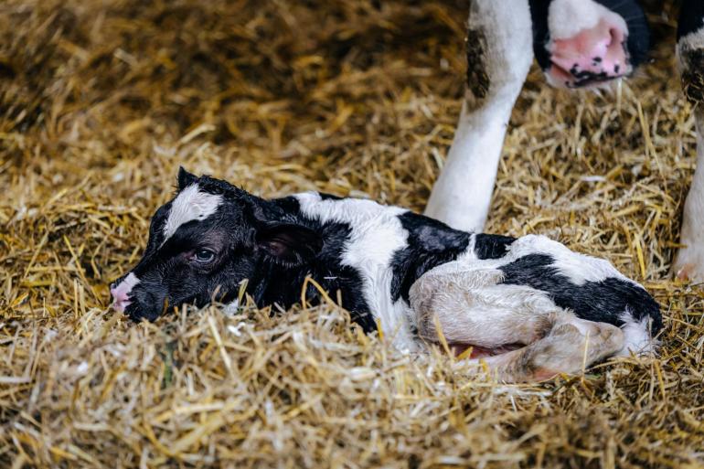 Uit onderzoek van GD blijkt dat in Nederland twee verschillende typen van het shamonda-like-virus rondgaan 