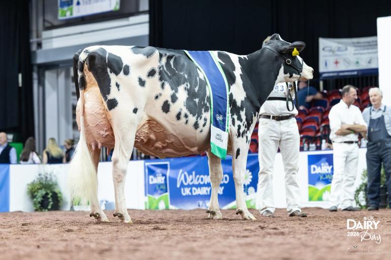 De vierjarige Chiefdochter BerryHolme Chief Rose is de nieuwe nationaal kampioene van Groot Brittannië.