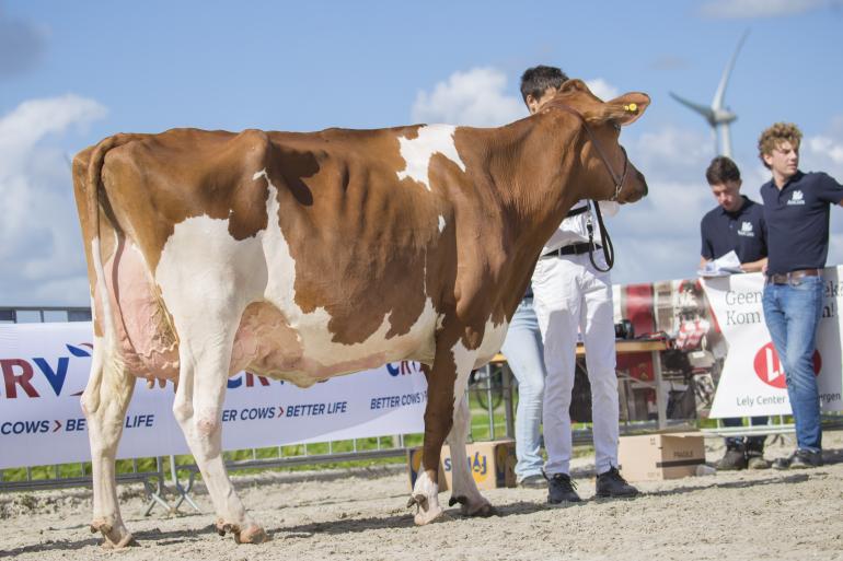 ina 255 (v. Rager) won in Hazerswoude goud bij de roodbonten.