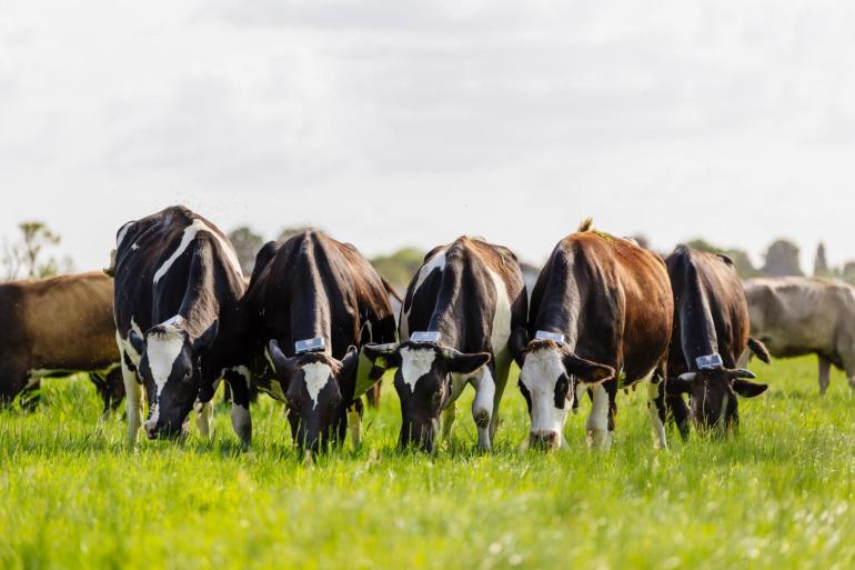 Koeien leren snel omgaan met draadloos weiden