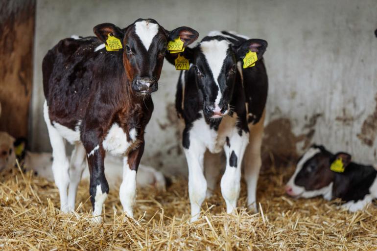 Kalveren in duo’s produceerden als vaars zo’n 760 kg melk meer dan individueel gehuisveste kalveren