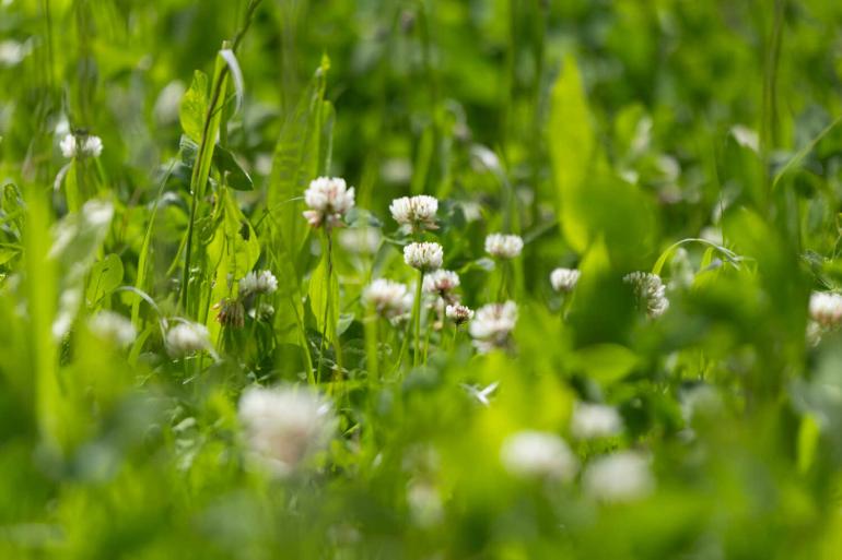 Het areaal tijdelijke weiden, waar ook gras met grasklaver onder valt, groeide in Vlaanderen met 11,6 procent