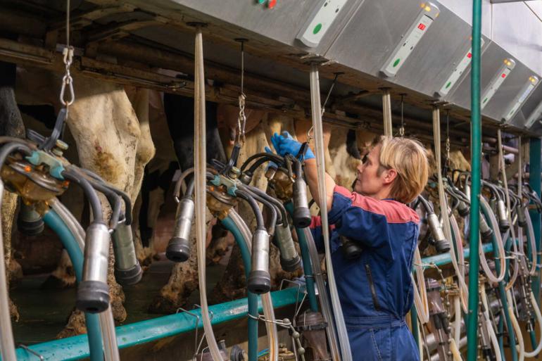De melkproductie stijgt volgens Boerenbond met bijna 9 procent, maar de melkprijs daalt met bijna 30 procent 