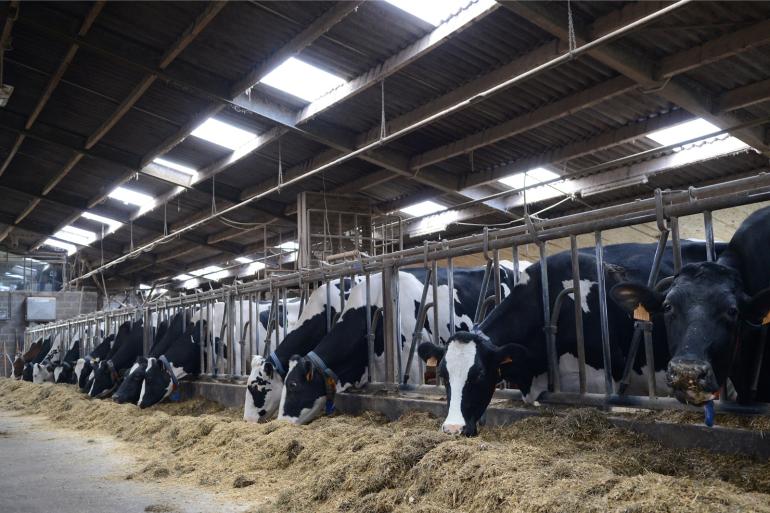 42 procent van de Vlaamse melkveehouders verwacht dat de melkprijs de komende zes maanden stijgt