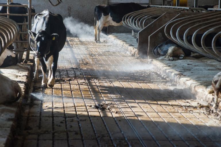 Een daling van het aantal runderen draagt bij aan lagere mestproducties in 2025 