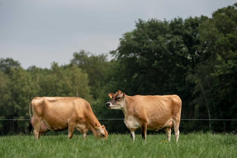 Met bijna 15.000 stamboekgeregistreerde dieren is het jerseyras groter dan het mrij- en fleckviehras (foto: Els Korsten)