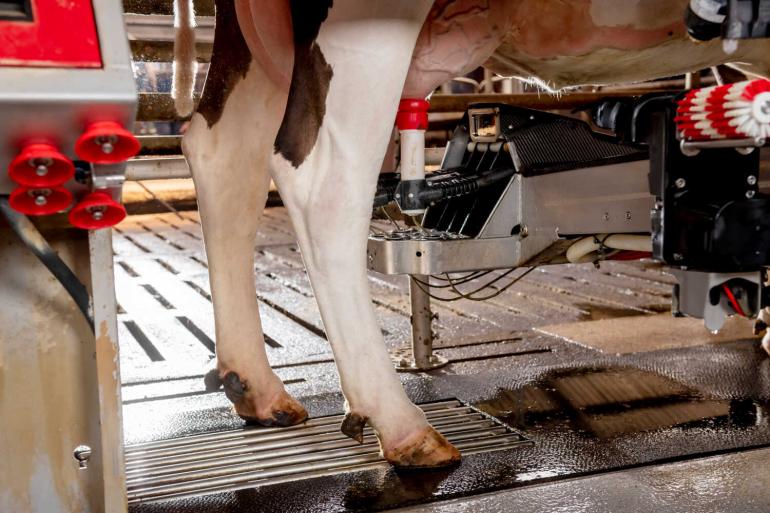 Per saldo ligt de Europese melkaanvoer over de eerste zeven maanden van dit jaar 3,2 procent voor op vorig jaar