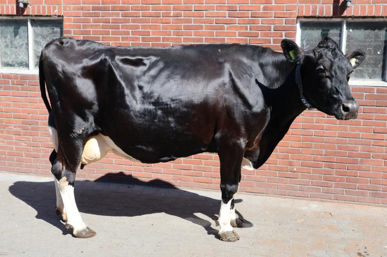 Hermi 1722 (v. Atlantic) won met glans de rubriek ‘Parels’ met een levensproductie van meer dan 115.000 kg melk