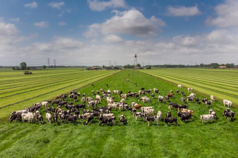 In 2025 voldeed 77 procent van de melkveebedrijven aan de norm van 2,6 GVE per hectare
