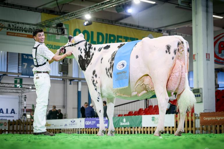 In Montichiari zette jury Attilio Tocchi de bijna vijf jaar oude Bel Sharpe Festava op kop (foto: Guillaume Moy)