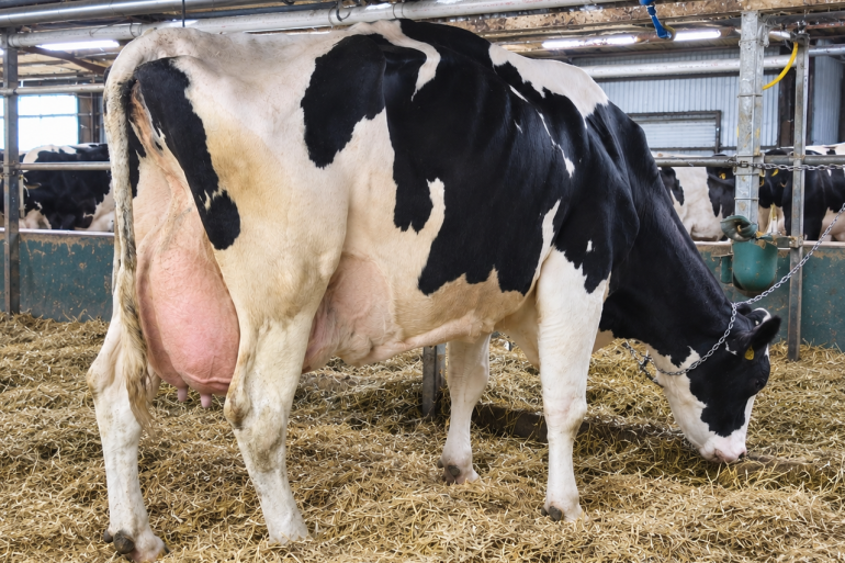 Pimabo Benedicte wordt gemolken op de grupstal (foto: Ferme Beaudoin Begin)