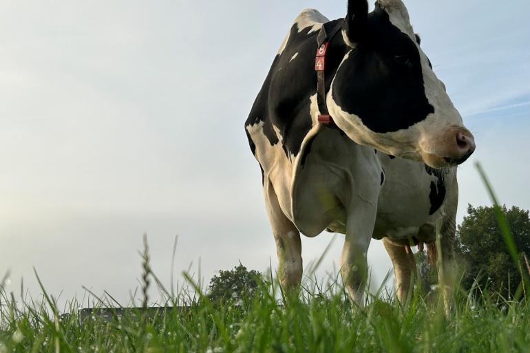 Ondanks de kortere daglengte en dauw heeft het gras nog een hoge drogestofgehalte