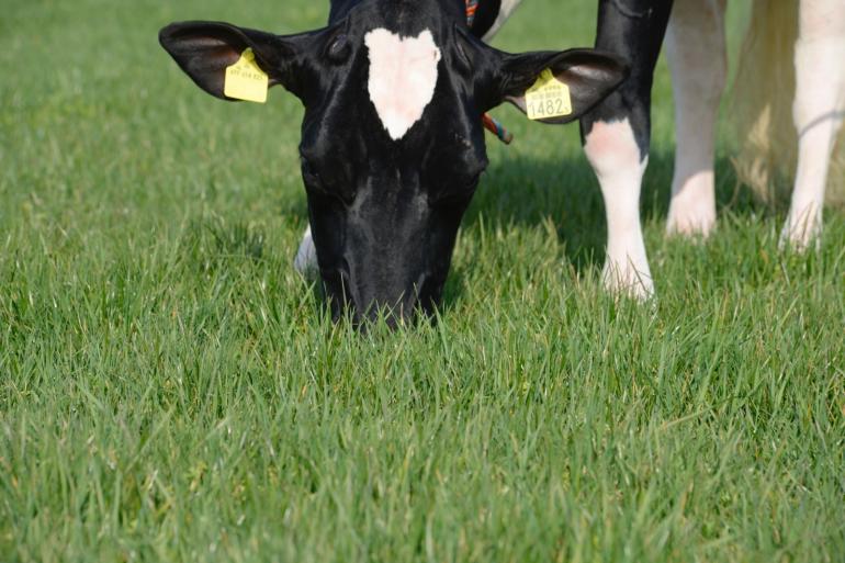 Bedrijven met veel gras in het rantsoen hebben gemiddeld een lagere melkproductie per hectare en een lagere melkproductie per koe dan bedrijven met weinig gras in het rantsoen