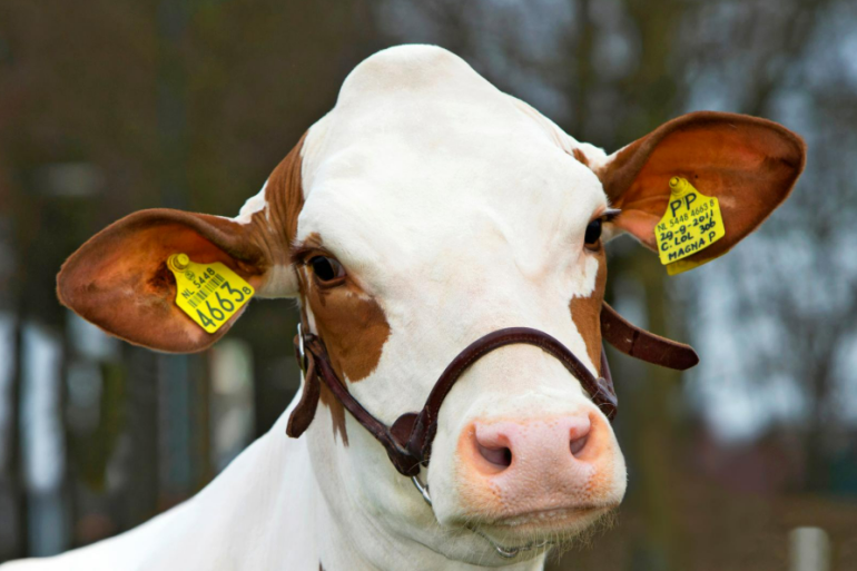 Van alle in 2026 merkergeteste roodbonte kalveren was 42,5 procent heterozygoot hoornloos (Pp) en 7,5 procent homozygoot hoornloos (PP)