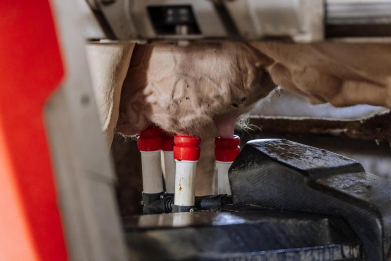 De gestegen melkproductie per koe is een belangrijke oorzaak voor de grotere behoefte aan fosfaatrechten