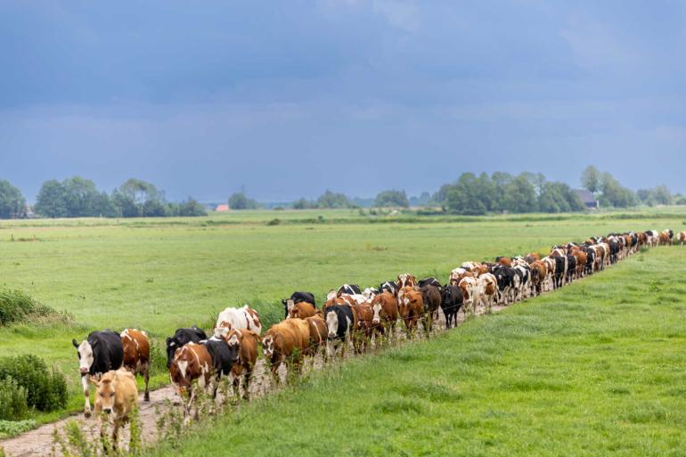 Meerdere partijen wezen op het belang van het meenemen van veel uren weidegang bij de berekening van de emissienormen