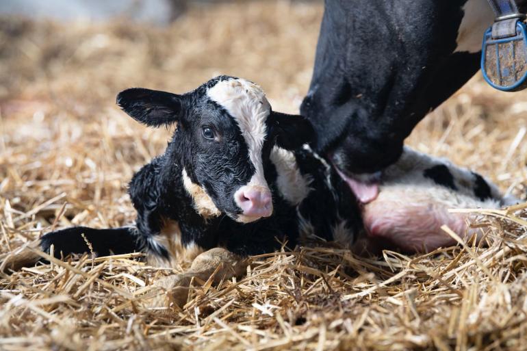 Het risico op afvoer in de eerste lactatie verdubbelt van ruim 17 procent bij vaarzen van 21 maanden naar ruim 35 procent bij vaarzen van 27 maanden