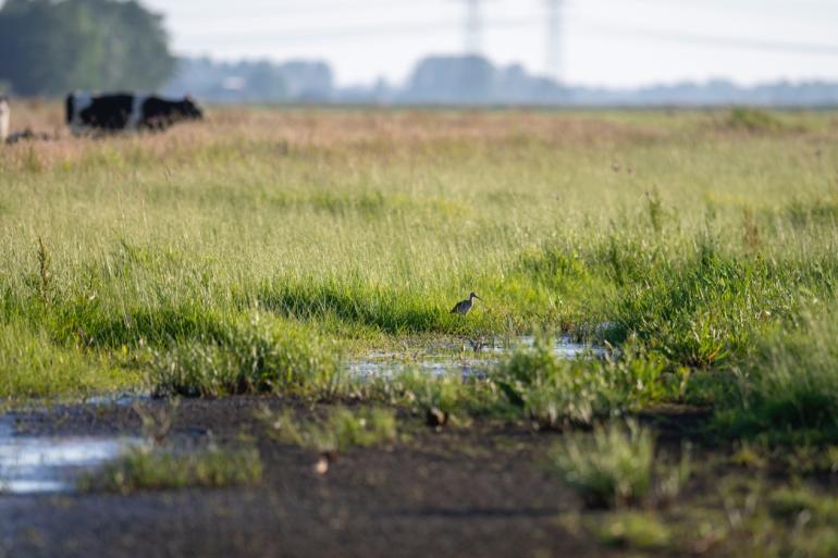Voor bedrijven met meer dan 30 procent agrarisch natuurbeheer is de ontvangen beheersvergoeding onvoldoende om de gederfde melkinkomsten en extra voerkosten te dekken