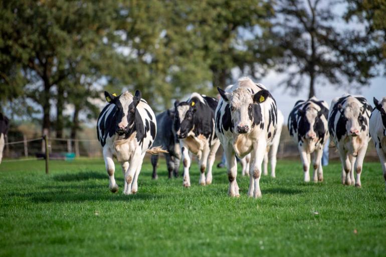 Geef het oudere jongvee de ruimte en weid ze wekelijks om, dan vreten ze nog best wat gras op en groeien ze lekker door