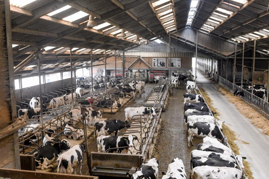 In het oudste gedeelte van de stal worden de vaarzen gehouden. Deze groep krijgt hetzelfde rantsoen als de rest van de veestapel, maar de aparte groep voor vaarzen zorgt voor meer rust in het koppel. Daar komt bij dat in dit deel van de stal de boxen kleiner zijn qua maatvoering.