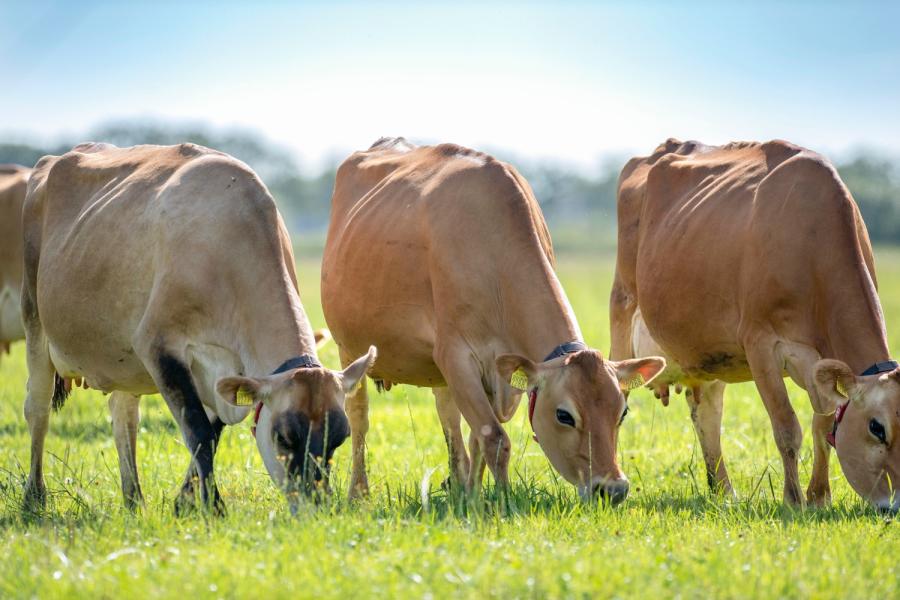 Al meer dan 50 jaar werkt de familie met jerseykoeien. De jaarproductie per koe ligt op 6863 kg melk met 6,18% vet en 4,13% eiwit. De levensproductie bij afvoer lag mede dankzij de hoge leeftijd van 7 jaar de afgelopen jaren rond de 34.000 kg melk.