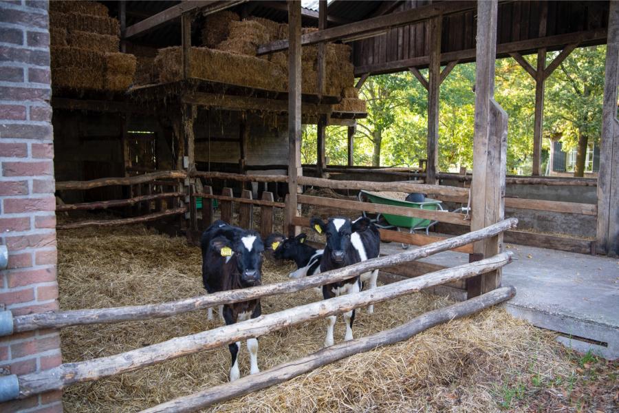 Na enkele weken verhuizen de kalveren naar een potstal. Stiertjes worden os gemaakt en osjes en vaarsjes lopen in een groep