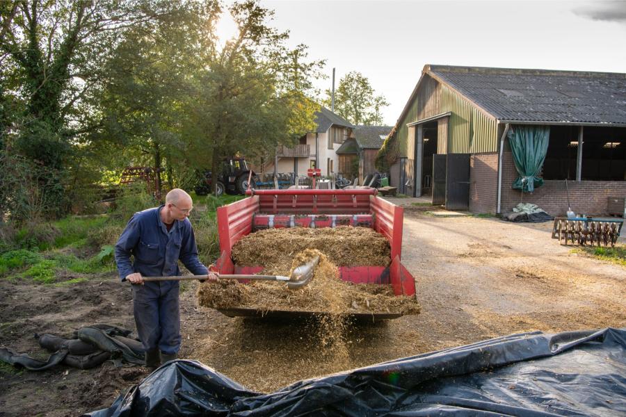 In de nazomer en herfst krijgen de koeien naast weidegras snijmais bijgevoerd om het eiwit uit herfstgras beter te benutten