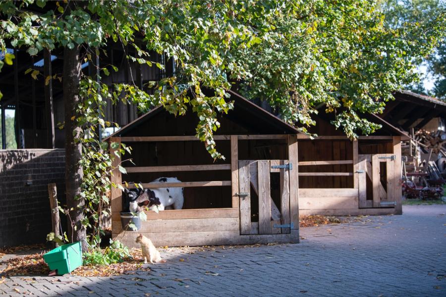 De groepsiglo's voor de jongste kalveren zijn zelf van hout gemaakt