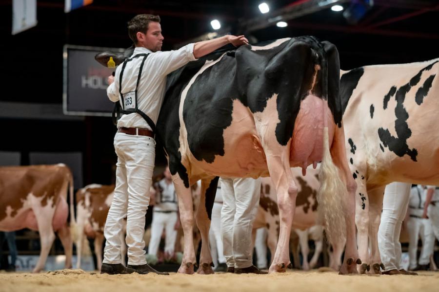 Rubriekswinnaar Southland Sidekick Gina (v. Sidekick), Southland Holsteins, Teteringen