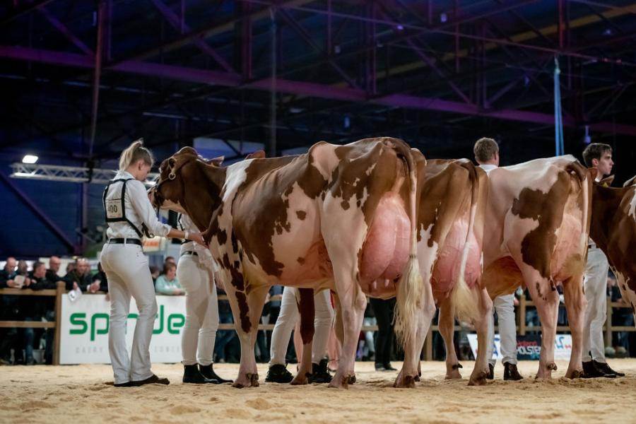 Reserkampioene roodbont midden HBC Rager Rittie (v. Rager), Schep Holsteins Holland, Bergambacht