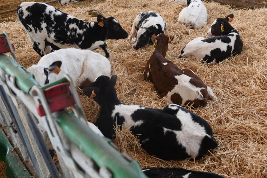 Het vrouwelijke jongvee wordt na de eenlingboxen in groepen op stro gehouden