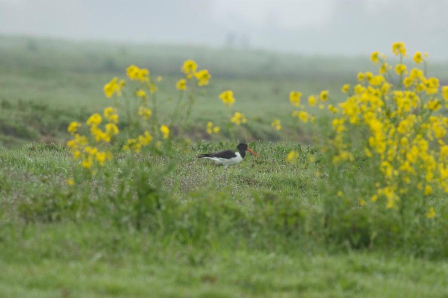 Scholeksters weten de percelen in Warder ook te vinden. In totaal heeft de familie 190 hectare grond in gebruik, waarvan 25 hectare van Staatsbosbeheer