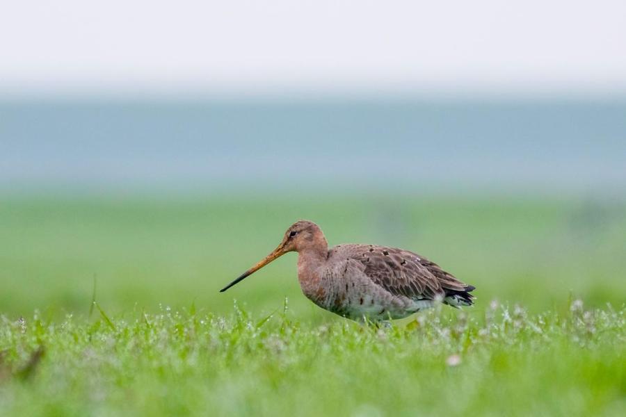 Grutto’s zijn ook in grote getalen aanwezig rondom het bedrijf. Vorig jaar vonden ze 60 gruttonesten