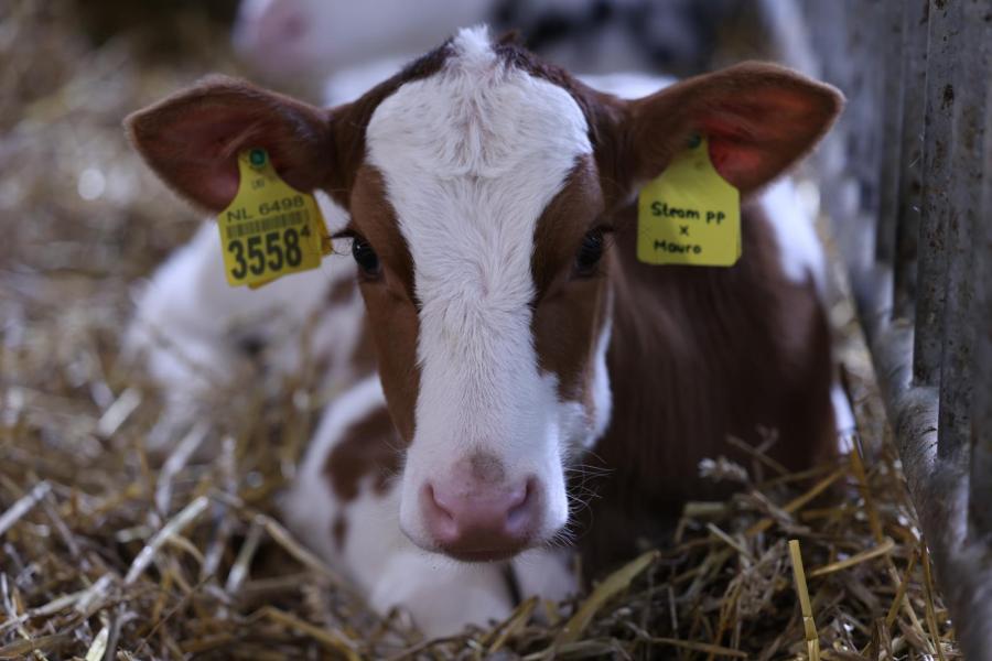 Het leveren van keurmerkmelk is nog toekomstmuziek. Iets anders waar de familie al op voorsorteert is hoornloosheid. Darin Oortwijn denkt dat dit over een aantal jaren verplicht wordt