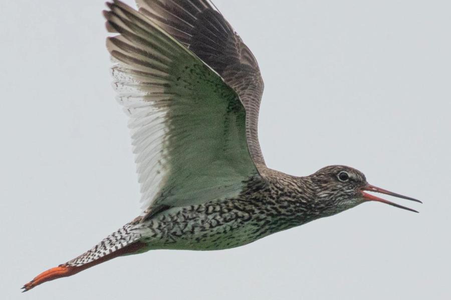 De tureluur op weg terug naar het nest