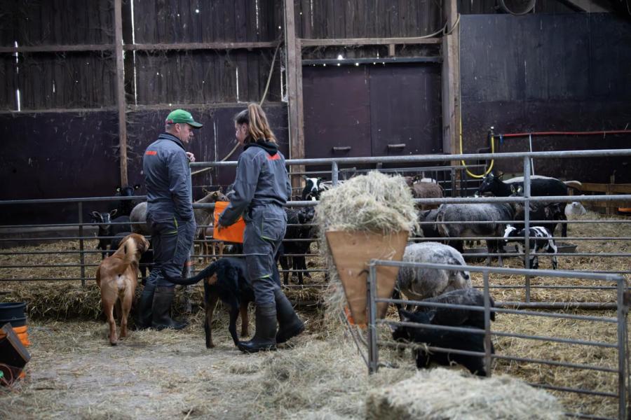 Voor extensief beweiden heeft de familie ook een kudde schapen