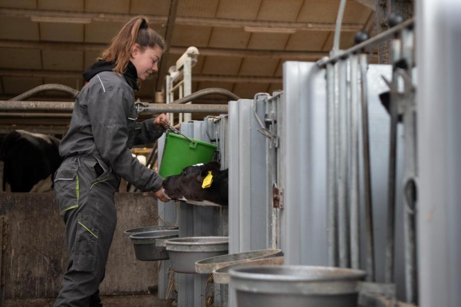 De kalveren staan de eerste weken in eenlingboxen in de stal bij het melkvee