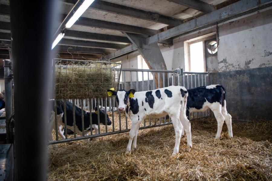 Vervolgens komen de kalveren in groepshokken. Deze zijn net vernieuwd om aan eisen voor een alternatieve melkstroom te kunnen voldoen