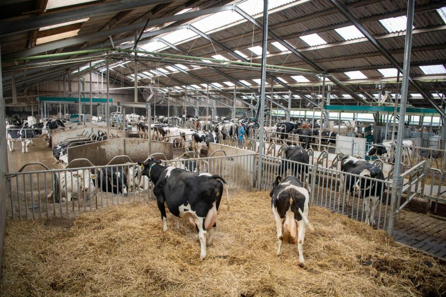 Voor de hoogdrachtig droge koeien is een royaal strohok ingericht