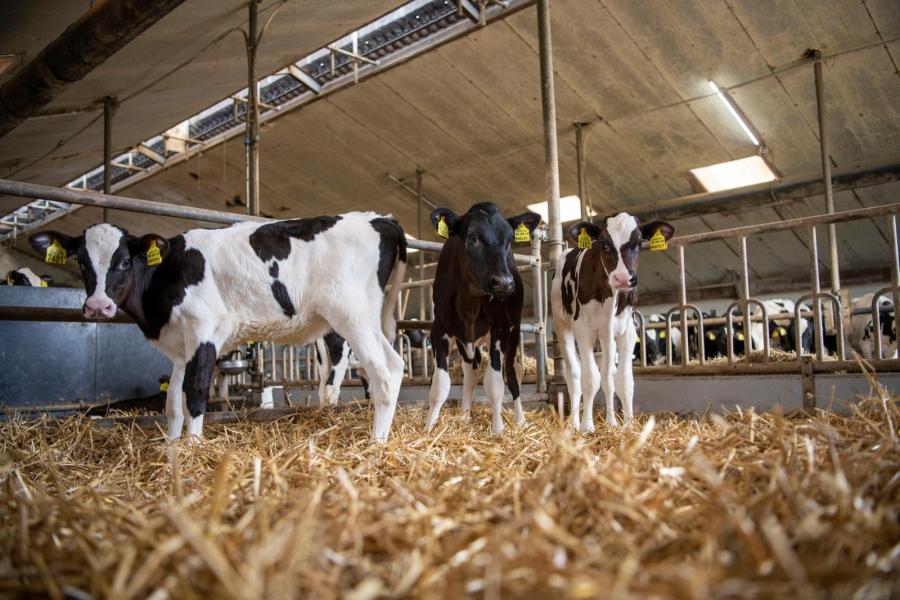 Tot een leeftijd van ongeveer acht maanden staat het jongvee in een geïsoleerde stal waar buisventilatie zorgt voor luchtverversing