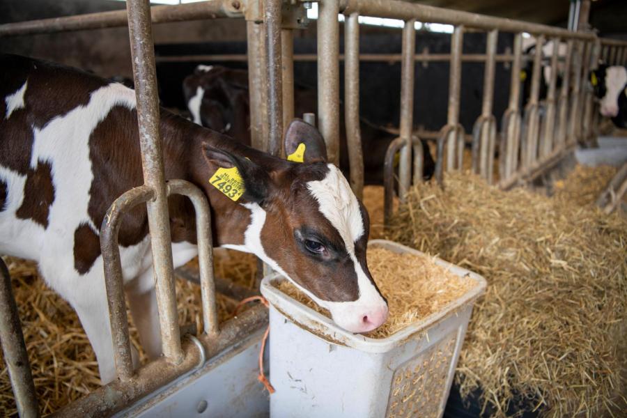 De jonge dieren krijgen onbeperkt hooi en kunnen ook altijd gehakseld stro opnemen