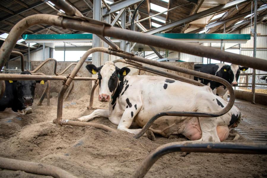 De koeien liggen in diepstrooiselboxen die zijn gevuld met een mengsel van vlas en kalk